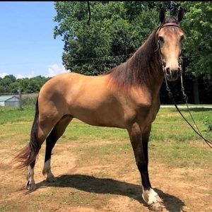 Meet your Posher, Bentley